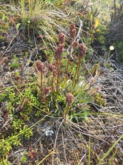 Tofieldia coccinea
