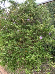 Magnoliopsida