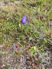 Aconitum delphiniifolium