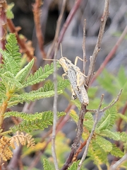 Melanoplus complanatipes