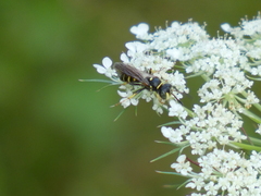 Aphilanthops frigidus