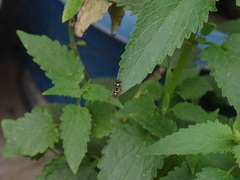 Fazia micrura