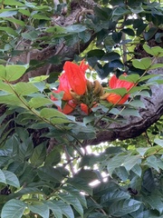 Magnoliopsida