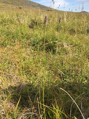 Alopecurus magellanicus