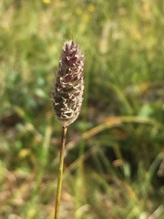 Alopecurus magellanicus