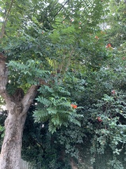 Magnoliopsida