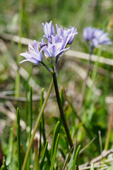 Scilla verna verna