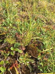 Micranthes hieraciifolia