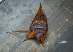 Eudocima homaena