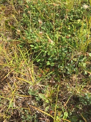 Micranthes hieraciifolia