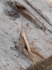 Chorthippus brunneus