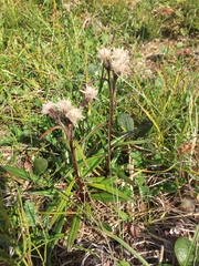Saussurea angustifolia