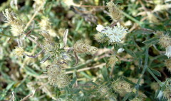 Centaurea diffusa