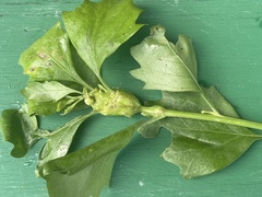 Neolasioptera lathami