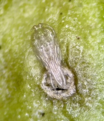 Neolasioptera lathami