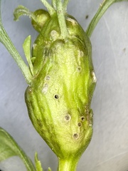 Neolasioptera lathami