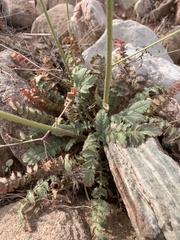 Chylismia multijuga