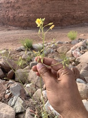 Chylismia multijuga