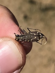 Cicindela tenuisignata