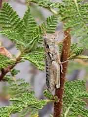 Melanoplus complanatipes
