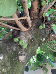 Ficus auriculata