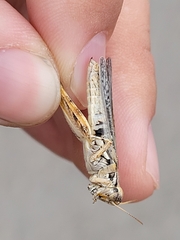 Melanoplus complanatipes