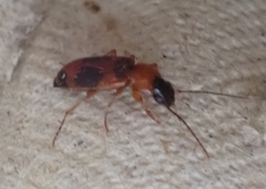 Badister neopulchellus