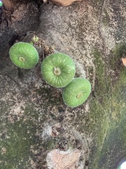 Ficus auriculata
