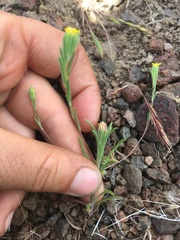 Rigiopappus leptocladus