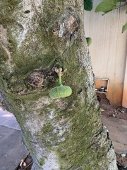 Ficus auriculata