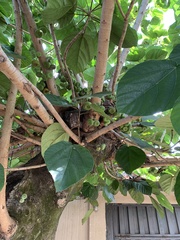 Ficus auriculata