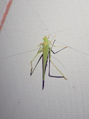 Phaneroptera nana