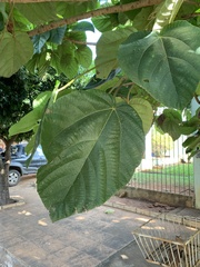 Ficus auriculata