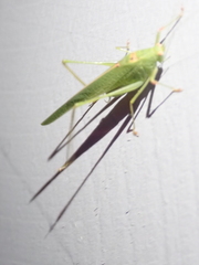 Phaneroptera nana