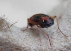 Badister neopulchellus