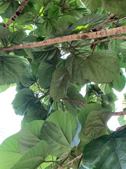 Ficus auriculata