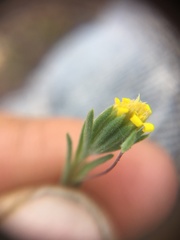 Rigiopappus leptocladus