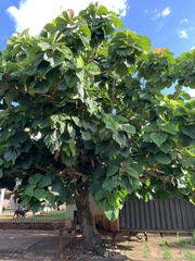 Ficus auriculata