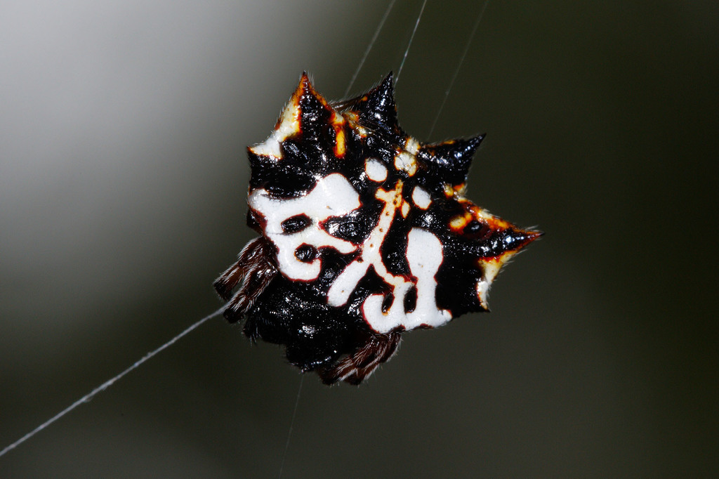 Priestly Spiny Orbweaver