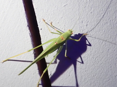 Phaneroptera nana