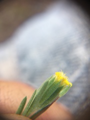 Rigiopappus leptocladus