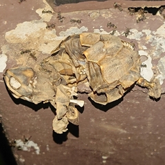 Malayemys macrocephala