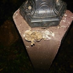 Malayemys macrocephala