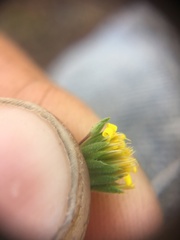 Rigiopappus leptocladus