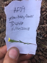 Rigiopappus leptocladus