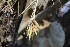 Tillandsia pohliana