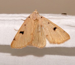 Scolecocampa atriluna