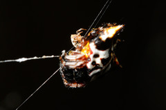 Gasteracantha sacerdotalis