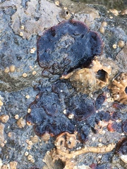 Watersipora subtorquata