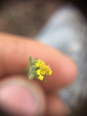 Rigiopappus leptocladus